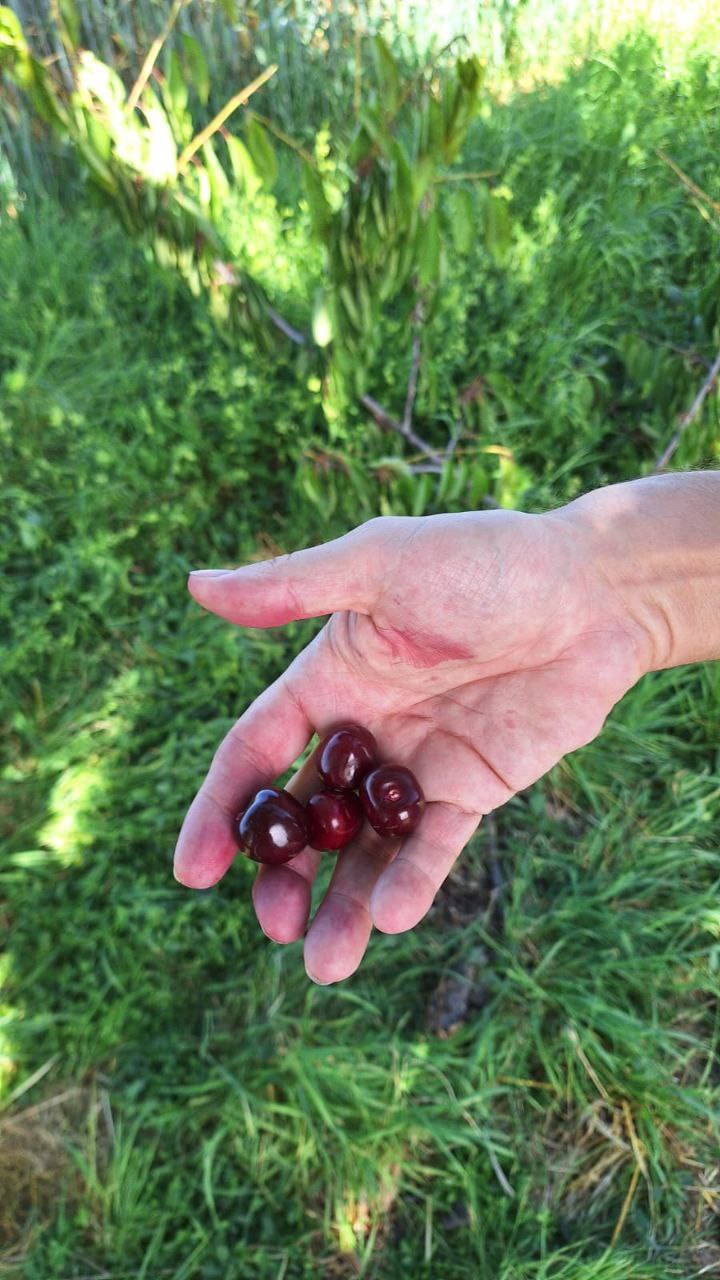 4. Kirschen in Hand.jpg